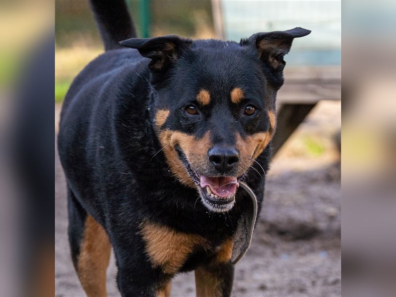 CHEWIE, Rottweiler Mix, geb. 10/2016