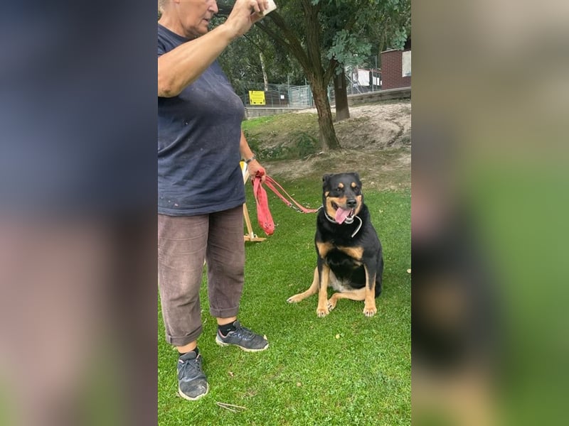CHEWIE, Rottweiler Mix, geb. 10/2016