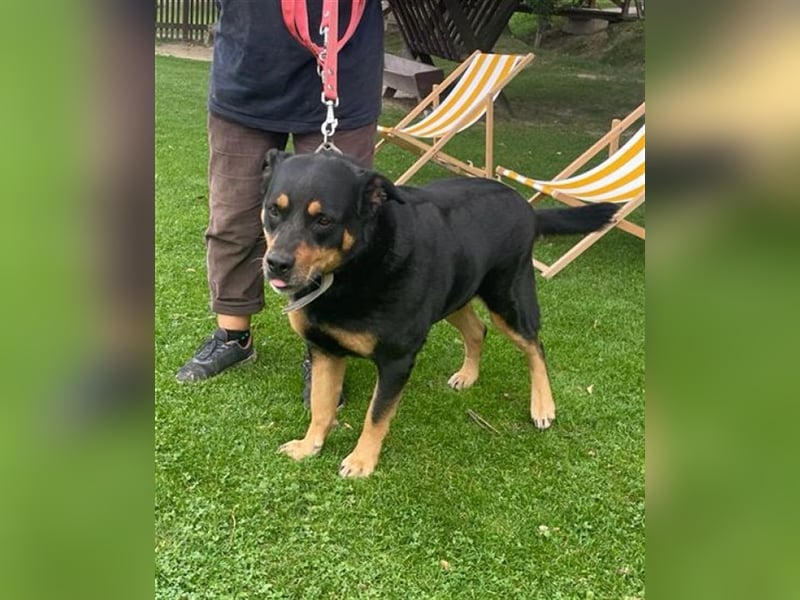 CHEWIE, Rottweiler Mix, geb. 10/2016