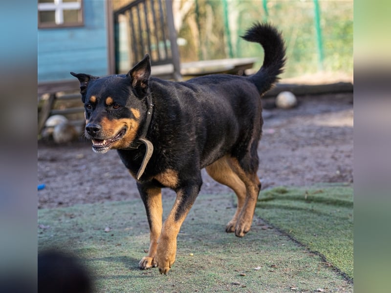 CHEWIE, Rottweiler Mix, geb. 10/2016
