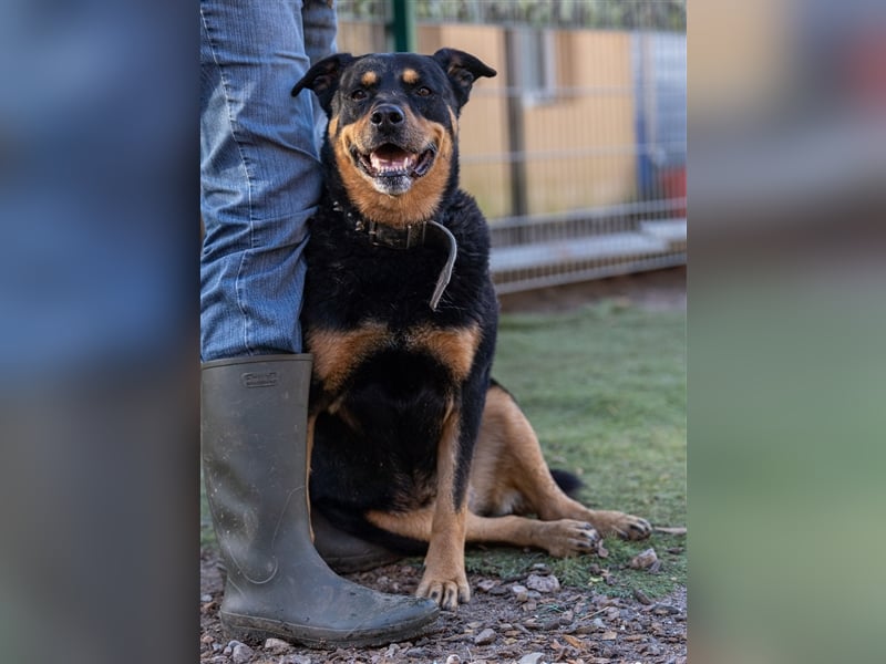 CHEWIE, Rottweiler Mix, geb. 10/2016