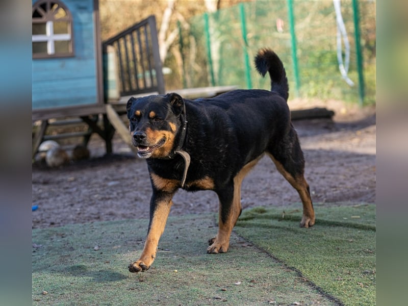 CHEWIE, Rottweiler Mix, geb. 10/2016
