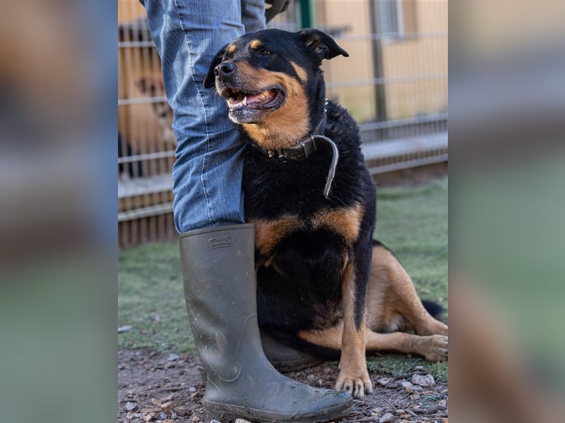 CHEWIE, Rottweiler Mix, geb. 10/2016