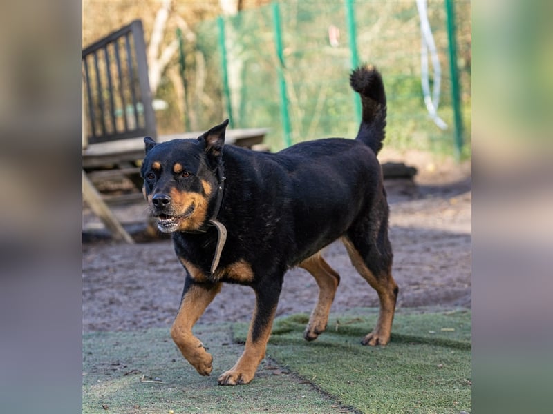 CHEWIE, Rottweiler Mix, geb. 10/2016