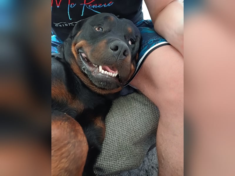 Chappi Rottweiler mix