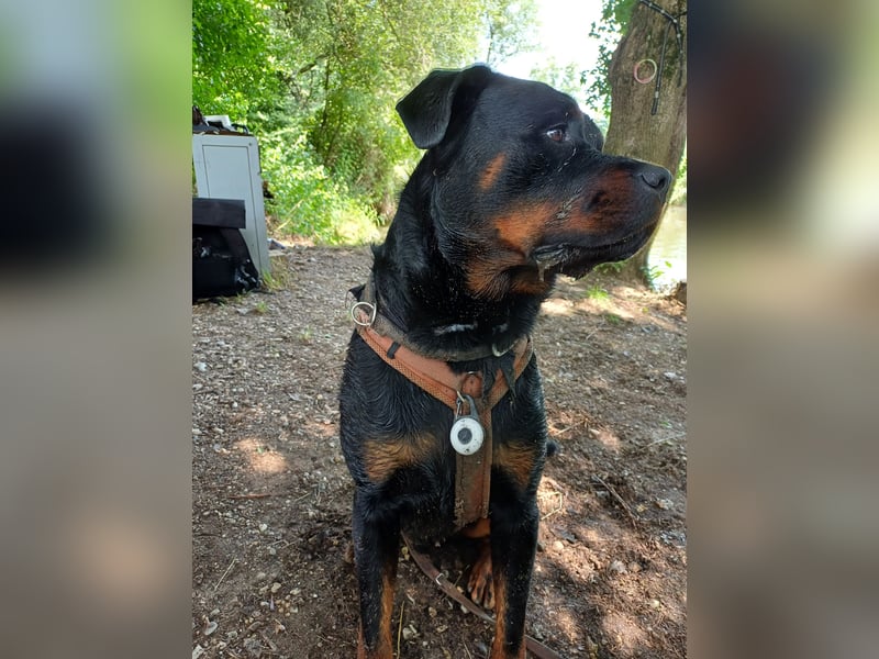 Chappi Rottweiler mix