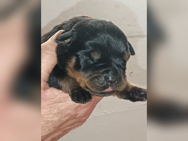 Rottweilerwelpen aus ADRK Leistungszucht