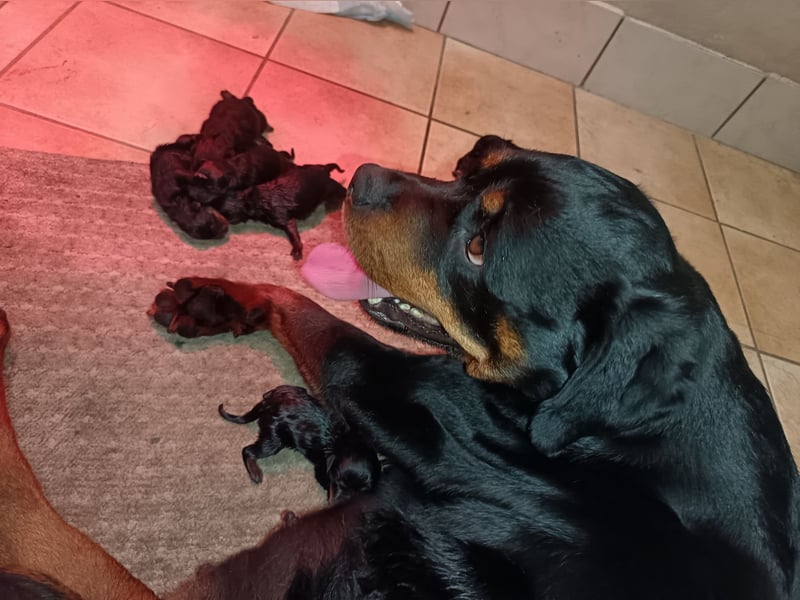 Rottweilerwelpen aus ADRK Leistungszucht