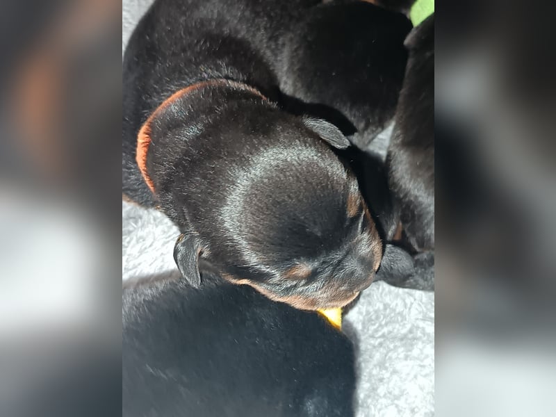 Rottweilerwelpen aus ADRK Leistungszucht