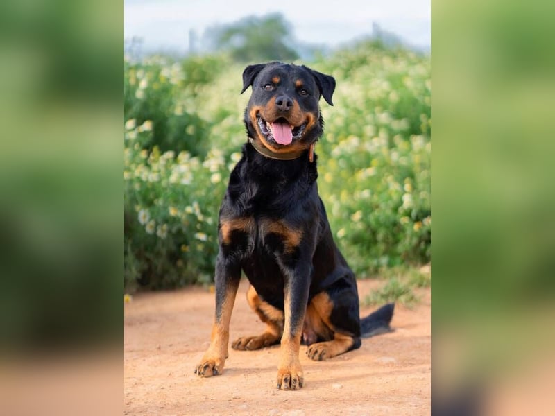 Rover (Spanien) – Charakterstarker Prachtkerl sucht souveräne Führung