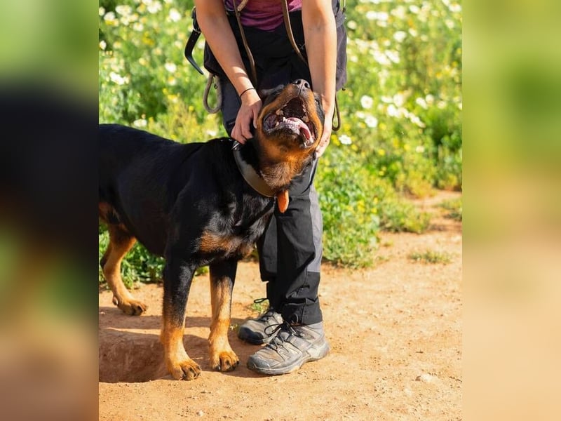 Rover (Spanien) – Charakterstarker Prachtkerl sucht souveräne Führung