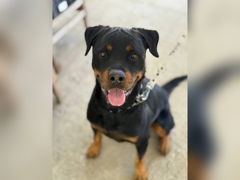 Rover (Spanien) – Charakterstarker Prachtkerl sucht souveräne Führung