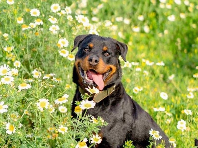 Rover (Spanien) – Charakterstarker Prachtkerl sucht souveräne Führung