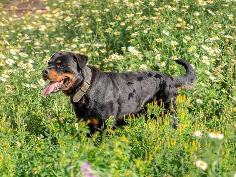 Rover (Spanien) – Charakterstarker Prachtkerl sucht souveräne Führung