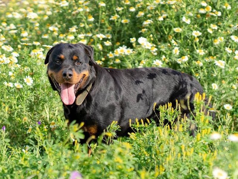 Rover (Spanien) – Charakterstarker Prachtkerl sucht souveräne Führung