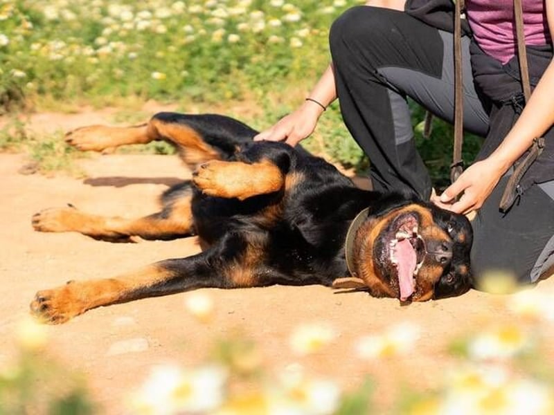 Rover (Spanien) – Charakterstarker Prachtkerl sucht souveräne Führung
