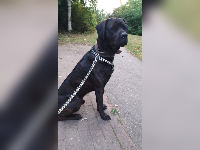 Treuer Wegbegleiter sucht ein neues Zuhause