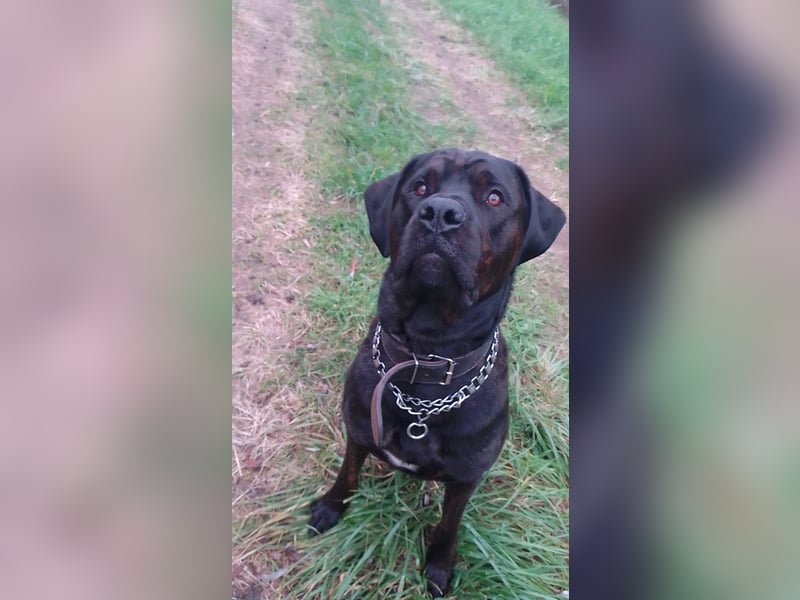 Treuer Wegbegleiter sucht ein neues Zuhause