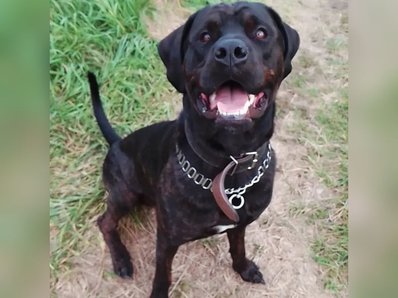 Treuer Wegbegleiter sucht ein neues Zuhause