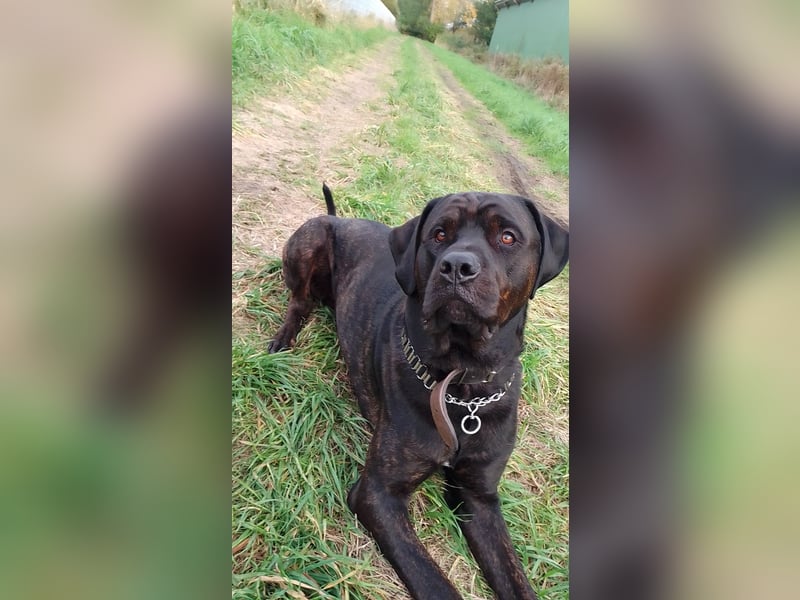 Treuer Wegbegleiter sucht ein neues Zuhause