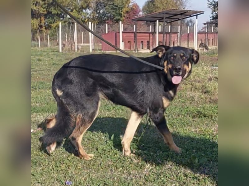 Akira als Baby ins Tierheim gekommen