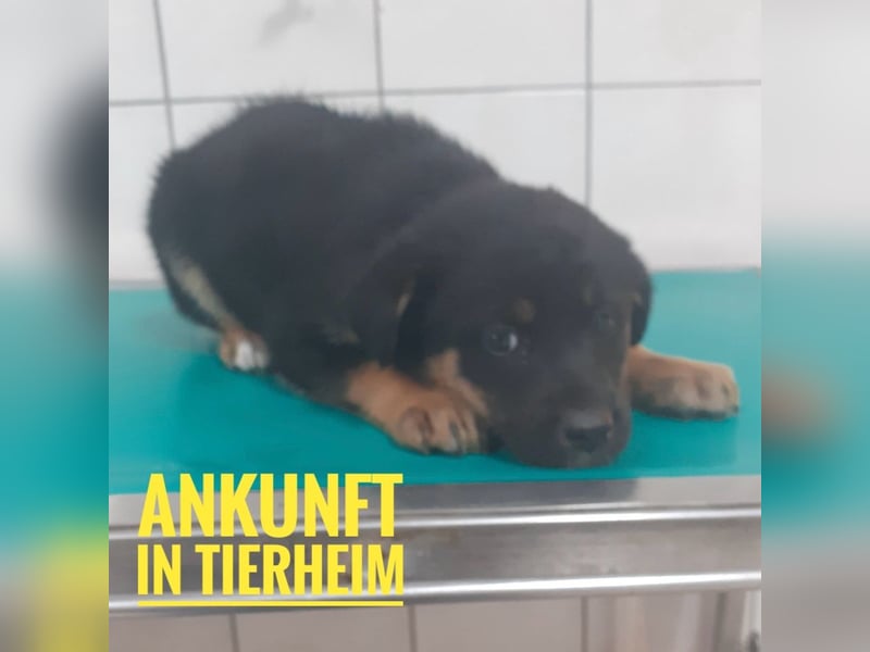 Akira als Baby ins Tierheim gekommen
