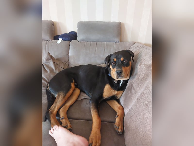 Neues Zuhause gesucht