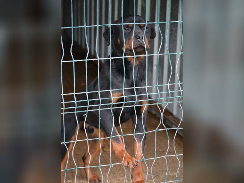 „Zeus“, ca. 2022 geboren.