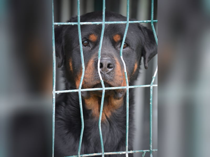 „Zeus“, ca. 2022 geboren.