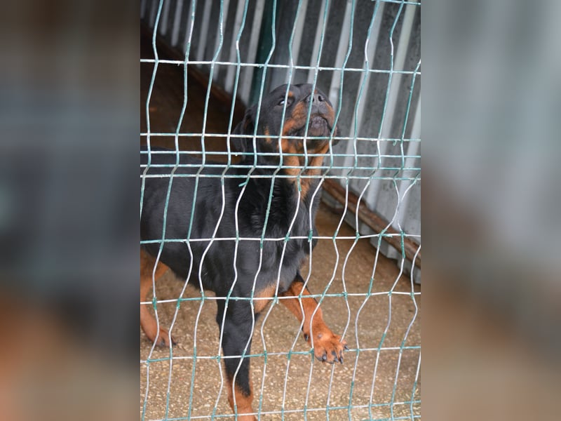 „Zeus“, ca. 2022 geboren.