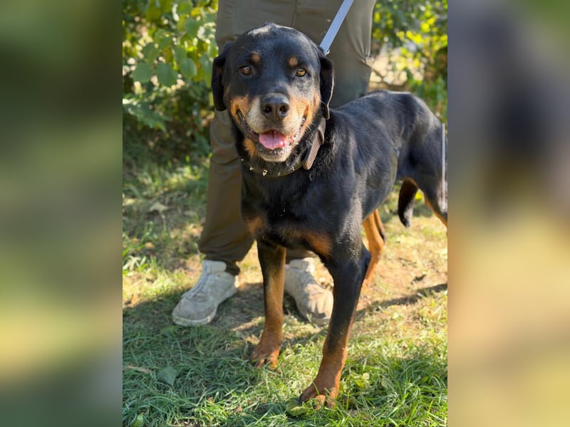 Muzafer – ein stattlicher Rottweiler-Mix sucht seine Herzensmenschen 