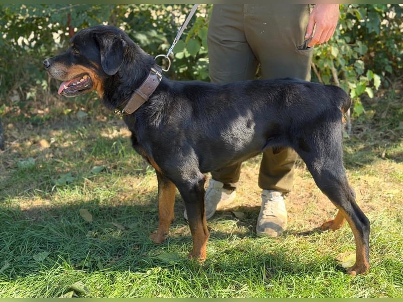 Muzafer – ein stattlicher Rottweiler-Mix sucht seine Herzensmenschen 