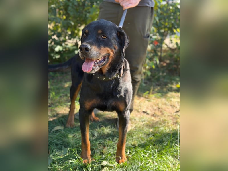 Muzafer – ein stattlicher Rottweiler-Mix sucht seine Herzensmenschen 