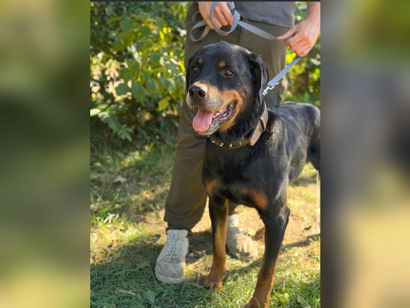 Muzafer – ein stattlicher Rottweiler-Mix sucht seine Herzensmenschen 