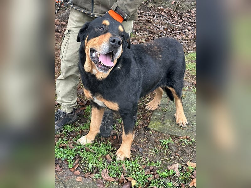 Rocky, geboren 01.06.2020, 70cm sucht verantwortungsvolles Zuhause