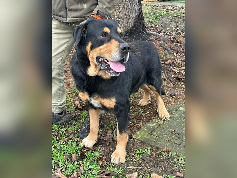 Rocky, geboren 01.06.2020, 70cm sucht verantwortungsvolles Zuhause