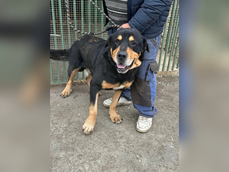 Rocky, geboren 01.06.2020, 70cm sucht verantwortungsvolles Zuhause