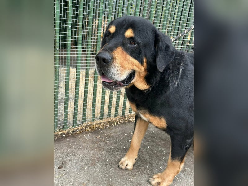 Rocky, geboren 01.06.2020, 70cm sucht verantwortungsvolles Zuhause