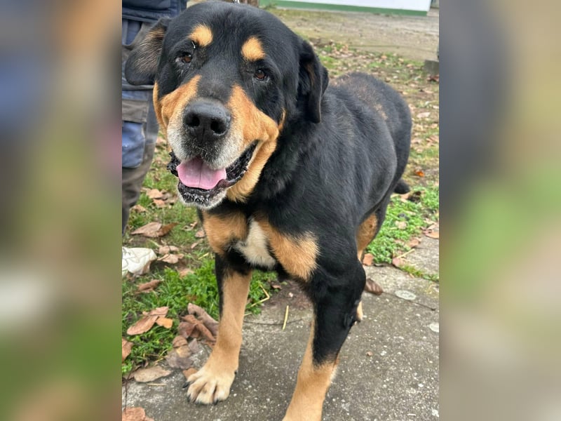 Rocky, geboren 01.06.2020, 70cm sucht verantwortungsvolles Zuhause