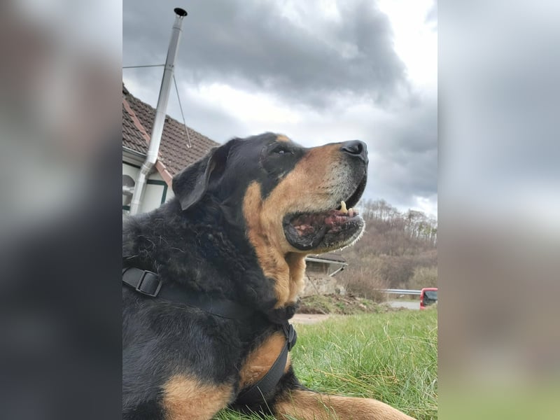 Ozzy, geboren 01.06.2020, 70cm sucht sein für immer Zuhause