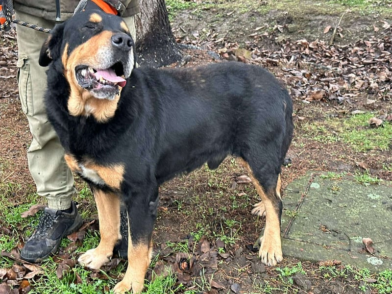 Rocky, geboren 01.06.2020, 70cm sucht verantwortungsvolles Zuhause