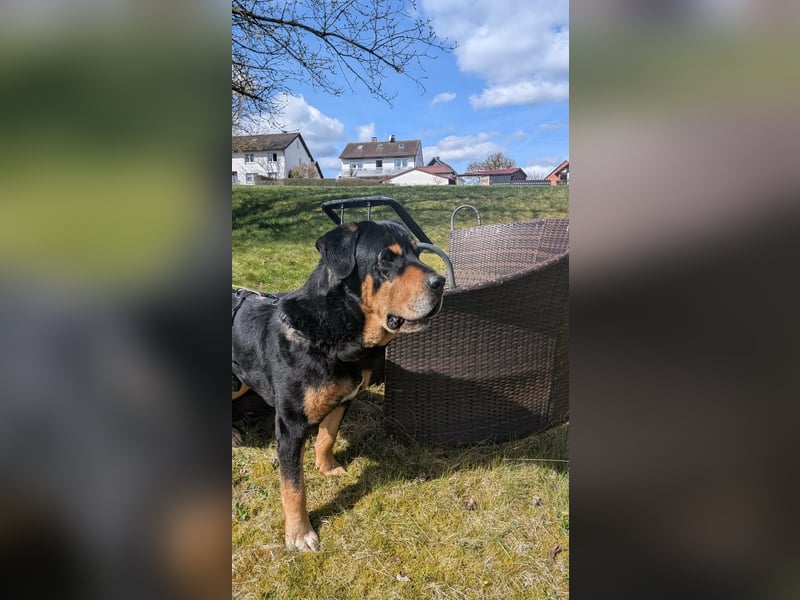 Ozzy, geboren 01.06.2020, 70cm sucht sein für immer Zuhause