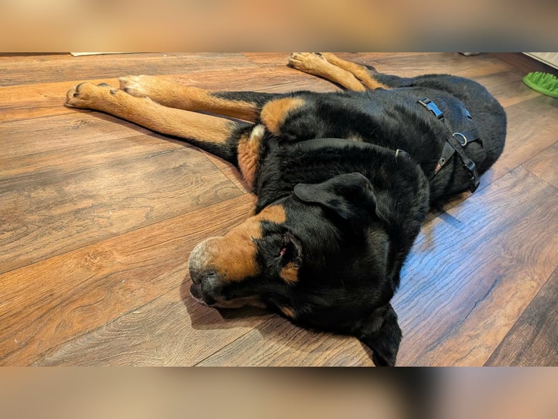 Ozzy, geboren 01.06.2020, 70cm sucht sein für immer Zuhause