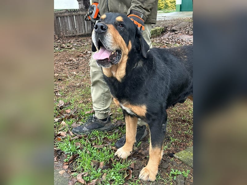 Rocky, geboren 01.06.2020, 70cm sucht verantwortungsvolles Zuhause