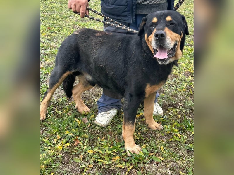 Rocky, geboren 01.06.2020, 70cm sucht verantwortungsvolles Zuhause
