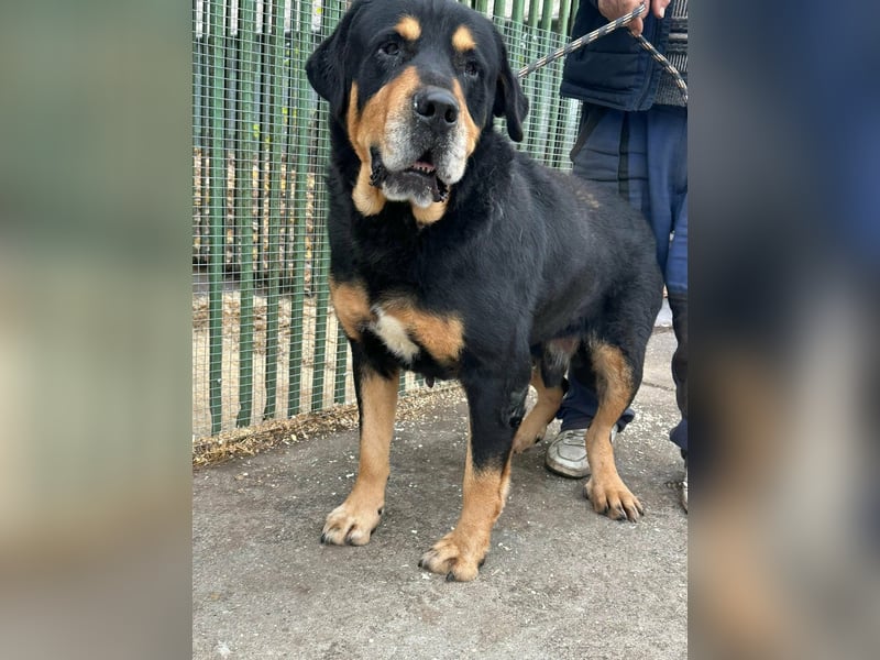 Rocky, geboren 01.06.2020, 70cm sucht verantwortungsvolles Zuhause