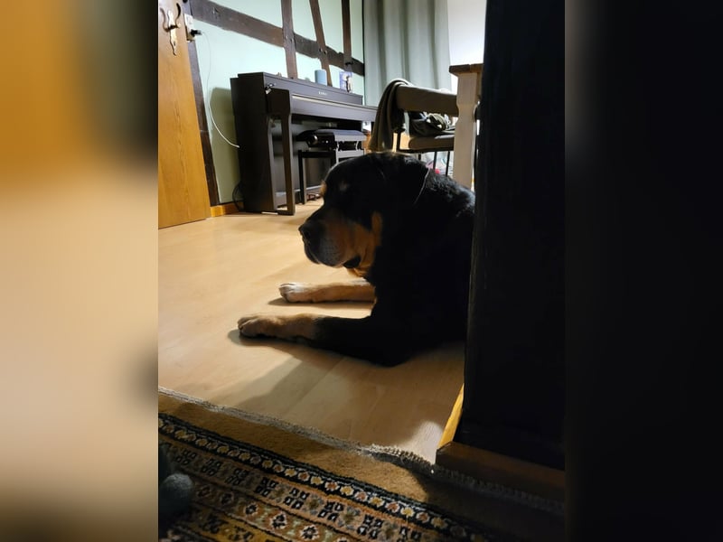 Ozzy, geboren 01.06.2020, 70cm sucht sein für immer Zuhause