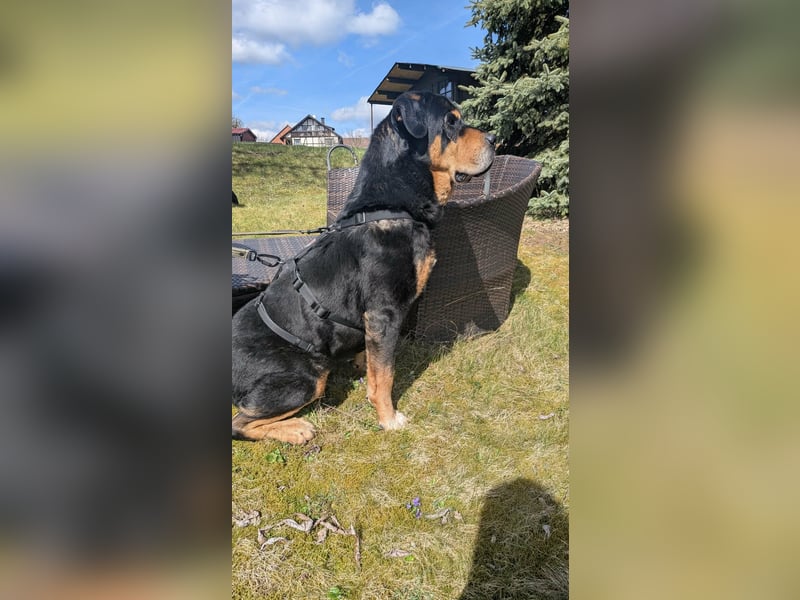 Ozzy, geboren 01.06.2020, 70cm sucht sein für immer Zuhause