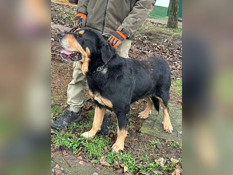 Rocky, geboren 01.06.2020, 70cm sucht verantwortungsvolles Zuhause