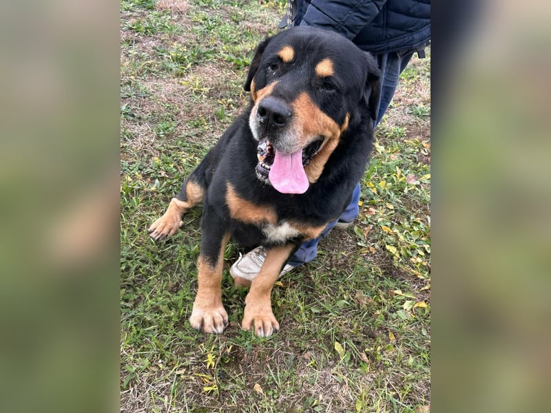 Rocky, geboren 01.06.2020, 70cm sucht verantwortungsvolles Zuhause